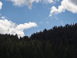 A dense coniferous forest on a hillside beneath a bright blue sky with fluffy white clouds. The contrast between the dark green trees and the vivid sky creates a peaceful and natural atmosphere.