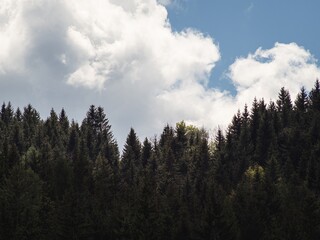 A serene forest with tall trees and a dense carpet of wild garlic in full bloom. Sunlight filters through the green canopy, casting a warm glow over the peaceful woodland scene.