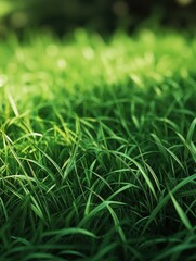 Fototapeta premium Close-up of green grass