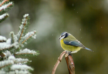 Fototapeta premium Small Songbird Sitting and Observing the Landscape