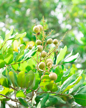 Cluster of immature young fruits longan with green foliage leaves background at tropical orchard in Can Tho, Vietnam, Dimocarpus longan or dragon's eye is the tropical tree soapberry Sapindaceae