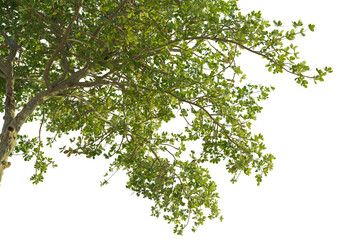 Obraz premium Terminalia Catappa tree corner 4k png cutout transparent background isolate