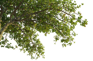 Terminalia Catappa tree corner 4k png cutout transparent background