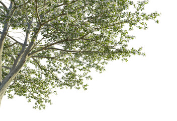 Cornus florida tree corner 4k png cutout transparent background