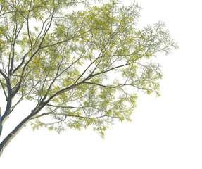 Parkinsonia aculeata tree corner 4k png cutout transparent background