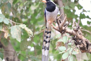 Red bill magpie on tree