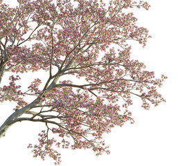 Cornus florida tree corner 4k png cutout transparent background