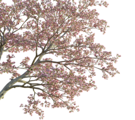 Cornus florida tree corner 4k png cutout transparent background