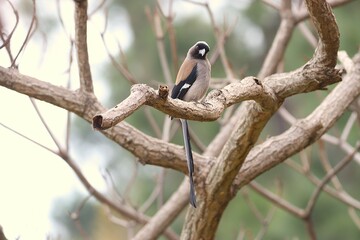 Treepie in the Jungle