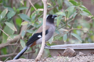 Treepie in the Jungle