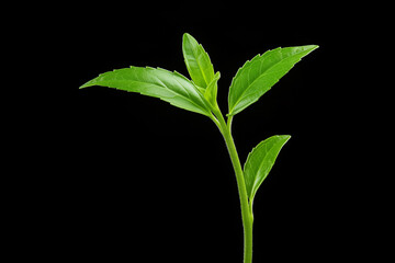 Stevia plant with serrated leaves isolated on black background showcases its unique structure and texture