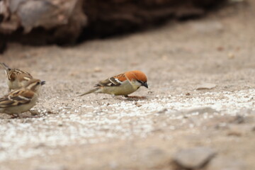 Sparrow on field