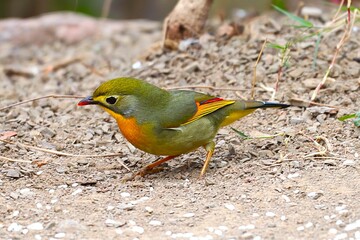 Colourful bird in the Jungle
