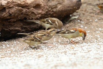 Sparrow on field
