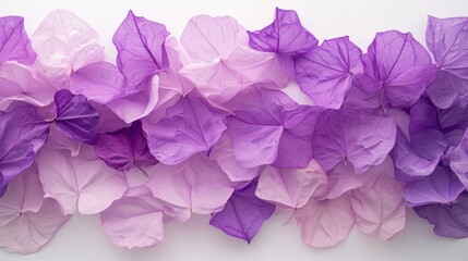 Purple flower petals border, white background, flatlay, design