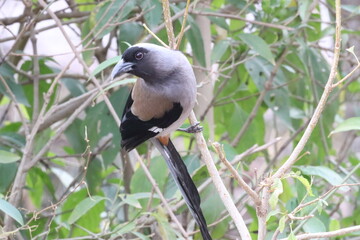 Treepie in the Jungle