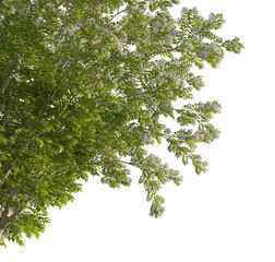 Obraz premium Kolkwitzia amabilis tree corner 4k png cutout transparent background