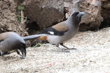 Treepie in the Jungle