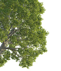 Tilia tree corner 4k png cutout transparent background