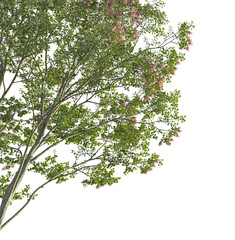 Lagerstroemia micrantha tree corner 4k png cutout transparent background