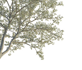 Cornus florida tree corner 4k png cutout transparent background