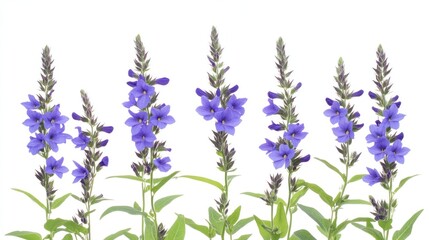 Fototapeta premium Purple flowers, studio shot, white background, floral arrangement, website design