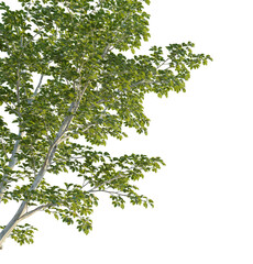 Stewartia pseudocamellia tree corner 4k png cutout transparent background