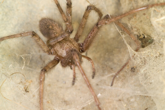 Ragno (Tegenaria parietina), Malthonica ferruginea, Tegenaria ferruginea or charcoal spider is a European reddish, rather common spider with rusty markings on its back.