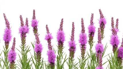 Naklejka premium Purple Liatris flowers border, white background, floral design, website header
