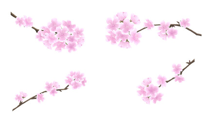 Obraz premium 水彩画風 枝付き桜の花セット