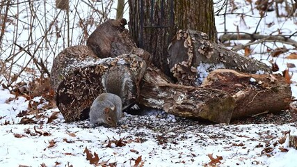 Sciurus carolinensis - Eastern Grey Squirrel, fluffy gray rodent looking for food in the forest litter in the forest in the suburbs of New Jersey, USA