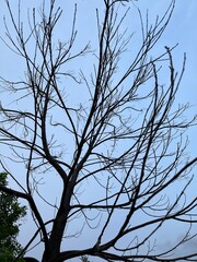 tree branches against blue sky