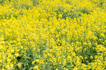 満開の菜の花畑