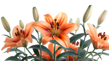 Obraz premium Peach Lilies Blooming Spring Floral Beauty, White Petals for Nature Themes, isolated on transparent background.