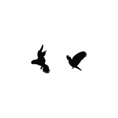Bird silhouette