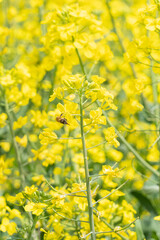 満開の菜の花畑とミツバチ
