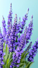 Obraz premium Lavender flowers rise gracefully against a calm turquoise backdrop, showcasing nature's elegance