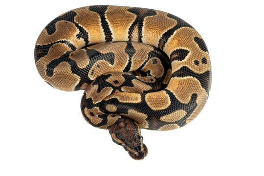 Ball python on a white background