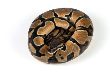 Ball python on a white background
