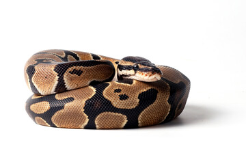 Obraz premium Ball python on a white background