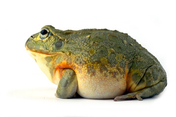 African bull frog on white background
