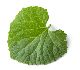 Fototapeta premium melon leaf isolated on white background. clipping path