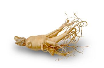 ginseng and ginseng root,Ginseng or Panax ginseng isolated on white background with clipping path,ginseng isolated on white background