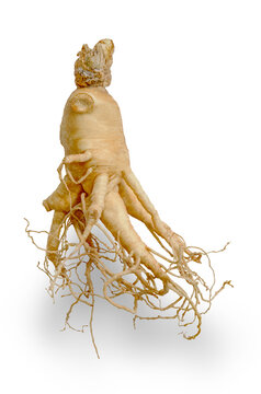 Korean ginseng and ginseng root, ginseng or panax ginseng isolated on white background with clipping path