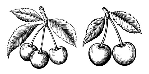 Cherry branches with leaves and berries, black and white engraving style. Vector vintage engraving style illustrations