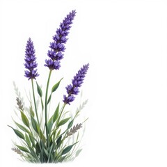 Obraz premium Beautiful and Vibrant Lavender Flowers with Green Leaves on a White Background for Nature and Floral Themes