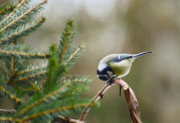 Hungry Blue Tit Pecking at Sunflower Seeds