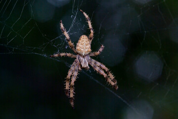 Araneus diadematus or European garden spider, cross orbweaver, diadem spider, orangie, cross spider, and crowned orb weaver.  pumpkin spider, or Araneus matmoreus. Sassari. Sardegna. Italia