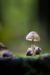 Close up of mushroom  in the autumn forest