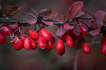 Branch of barberry with bright red berries closeup. There are purple leaves on the branch.